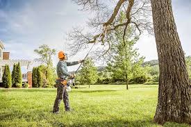Professional Tree Care in Imperial, MO