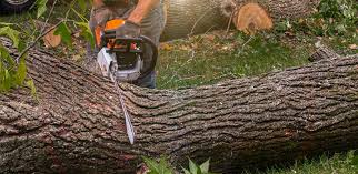Best Leaf Removal  in Imperial, MO