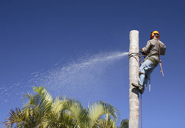 Best Utility Line Clearance  in Imperial, MO