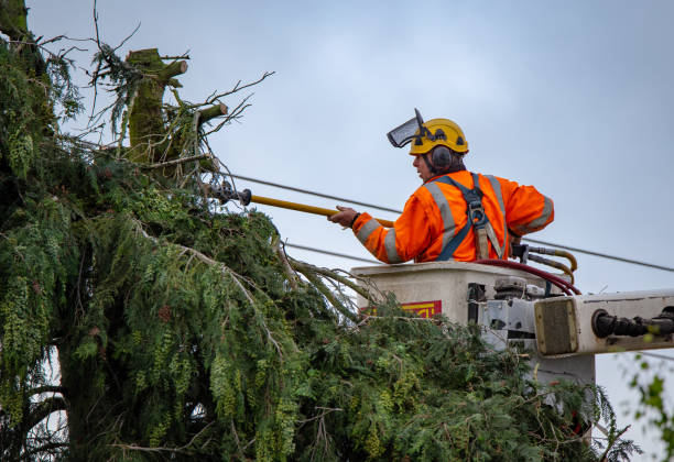 Best Storm Damage Tree Cleanup  in Imperial, MO