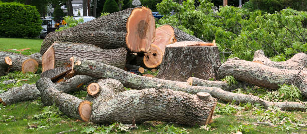 Leaf Removal in Imperial, MO