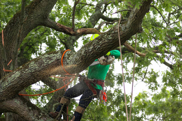 Reliable Imperial, MO Tree Care Solutions