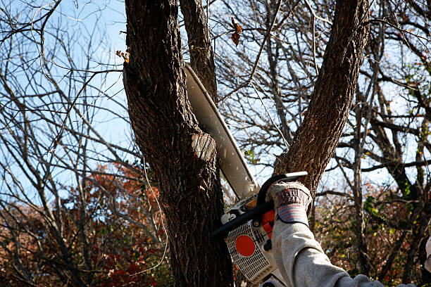 Tree and Shrub Care in Imperial, MO