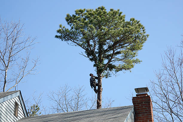 How Our Tree Care Process Works  in  Imperial, MO